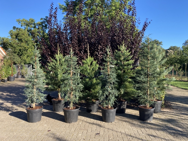 Sequoia sempervirens