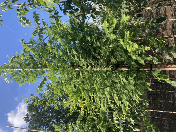 Metasequoia glyptostroboides