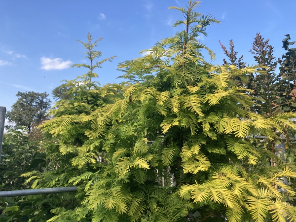 Metasequoia glyptostroboides Amberglow ®