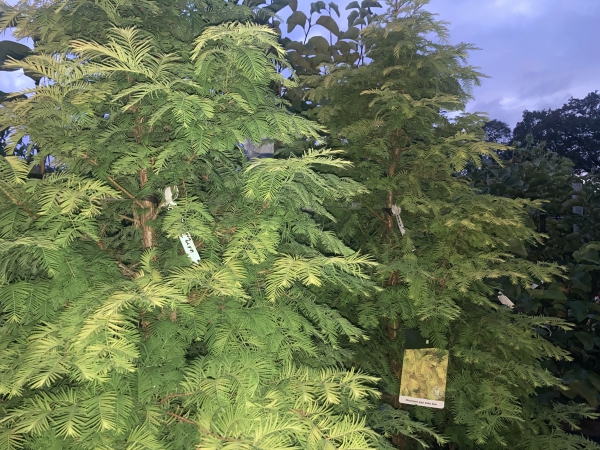 Metasequoia glyptostroboides Amberglow ®