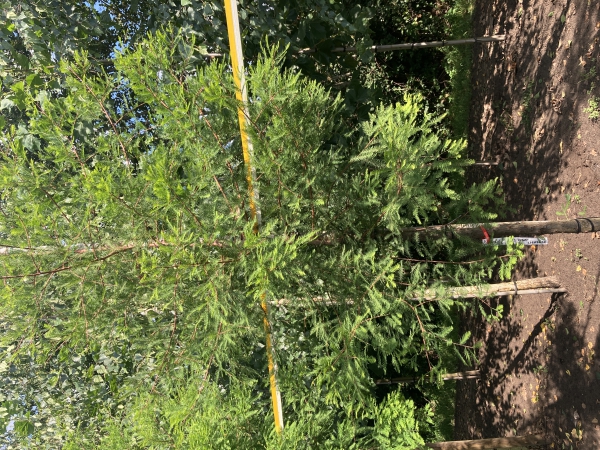 Taxodium distichum