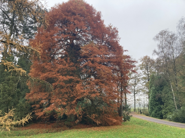 Taxodium distichum