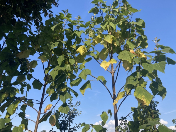 Paulownia tomentosa Hulsdonk