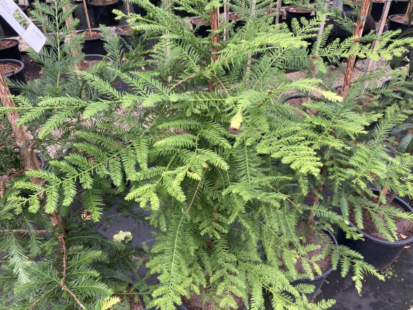 Sequoia sempervirens