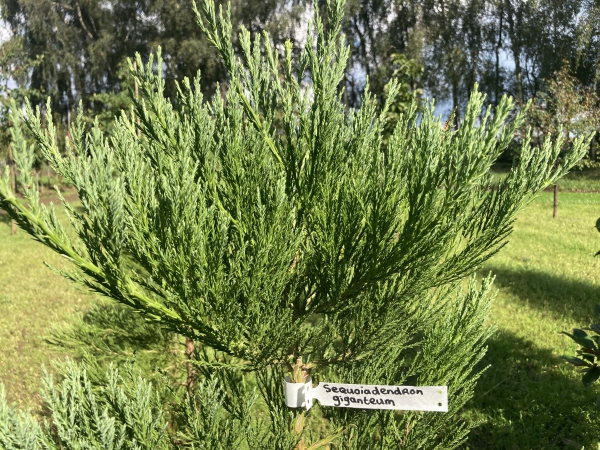 Sequoiadendron giganteum 