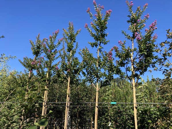 Lagerstroemia Superviolacea