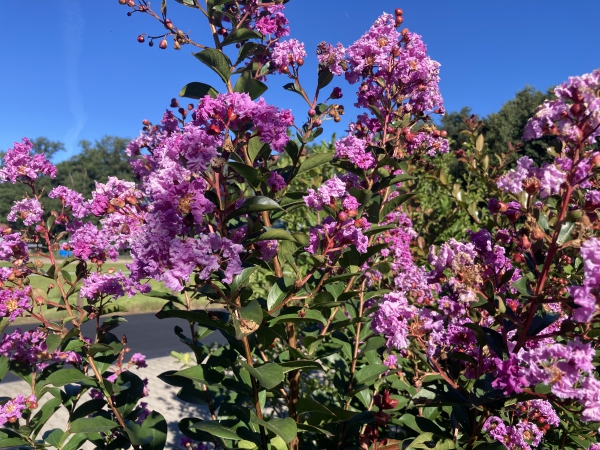 Lagerstroemia Lipan