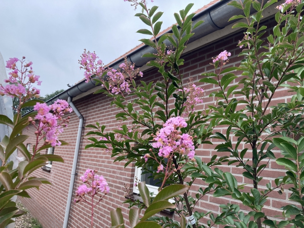 Lagerstroemia Lipan