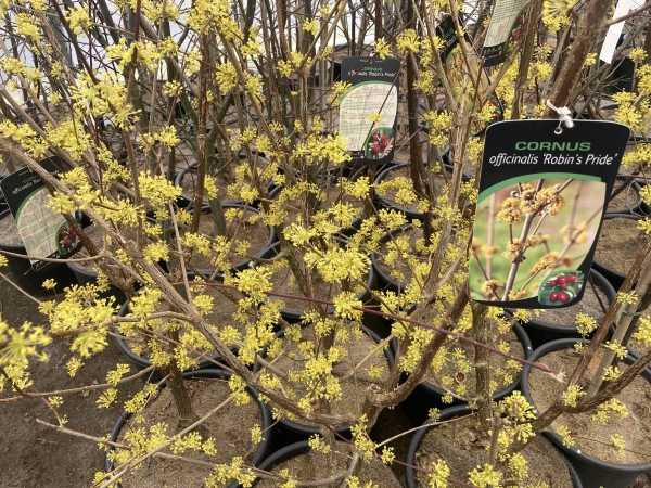 Cornus officinalis Robins Pride