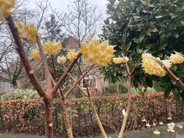 Edgeworthia chrysantha Grandiflora