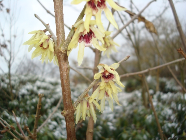 Chimonanthus praecox