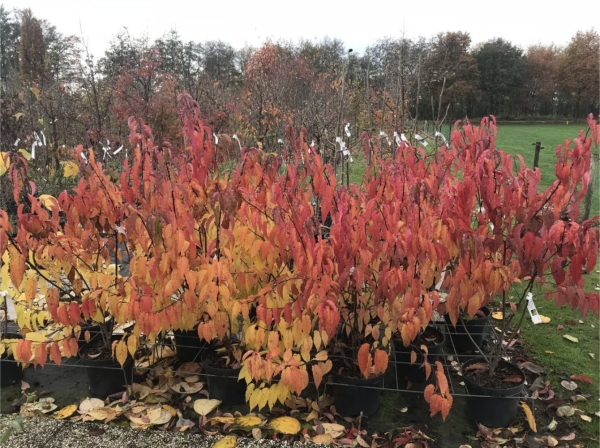Stachyurus praecox